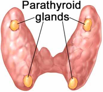 Parathyroid hormone (PTH)- Regulates blood calcium levels by