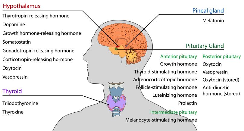 Hypothalamus brain structure that bridges the nervous and endocrine system, interacts with pituitary gland Acts as a homeostatic center for many regulatory systems like body temperature and blood