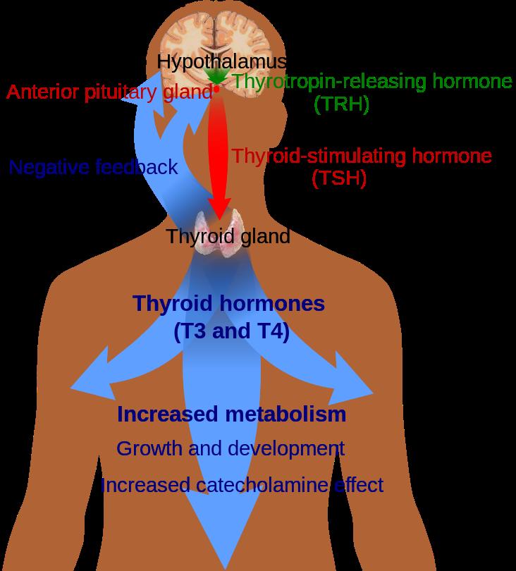 Thyroid gland endocrine gland involved in regulation of metabolic rate and calcium homeostasis Thyroid hormones are synthesized from tyrosine and iodine, although act like steroid