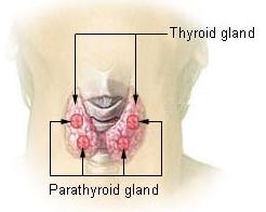 calcium storage in bone and excretion in kidneys, decreases absorption in gut Parathyroid gland endocrine gland on the back of the thyroid gland that secretes parathyroid hormone