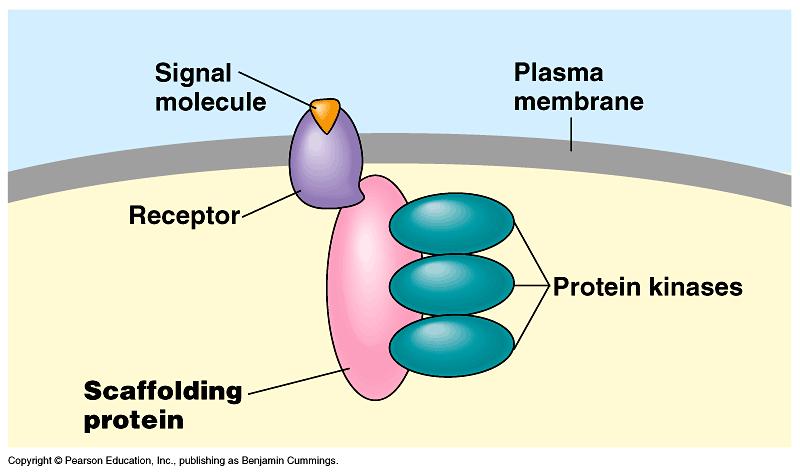Receptors: Big Ideas Scaffolding: Some proteins