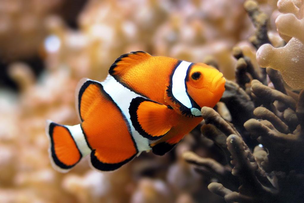 Aside: Clown Anemonefish What does this mean? It means that, assuming there were no other individuals in Nemo s group, after Nemo s mom s death, Nemo s dad will soon become Nemo s mom.