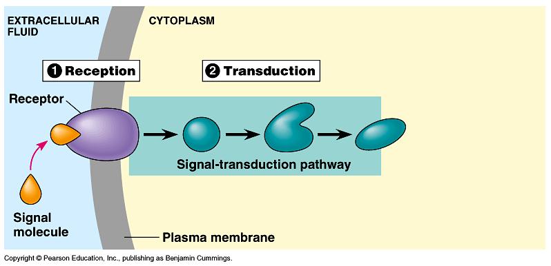 The Signal Transduction Pathway Three Steps Step 2: Transduction The membrane receptor protein then activates one or more other molecules