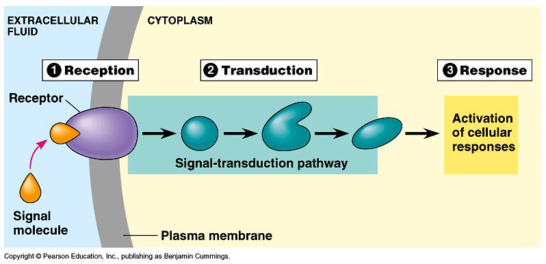 The Signal Transduction Pathway Three Steps Step 3: Response The cell does something.