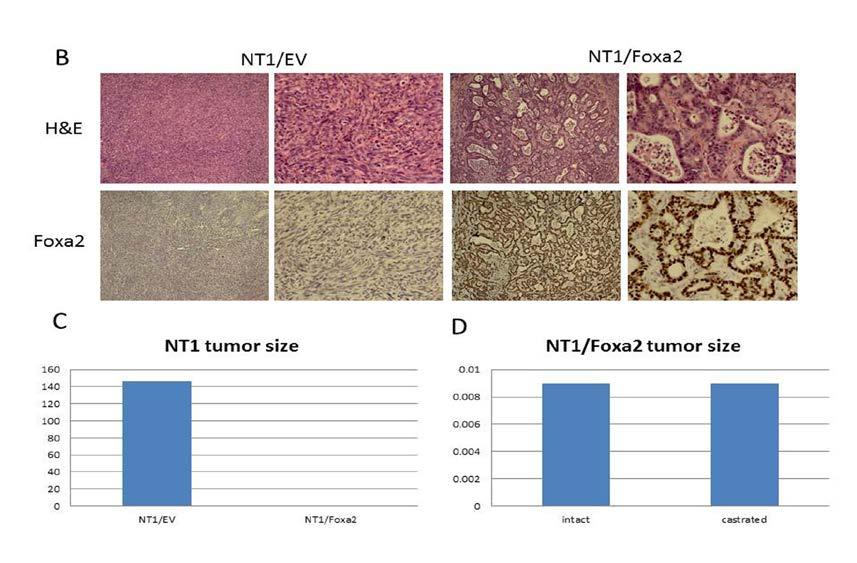 Histology of control NT1 and NT1/Foxa2 tumors in castrated mice. NT1/Foxa2 tumors displayed less aggressive histology than control NT1 tumors.