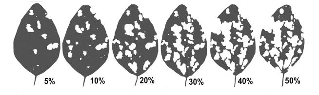 Levels of soybean defoliation. Check growth state to determine defoliation impact on yield.