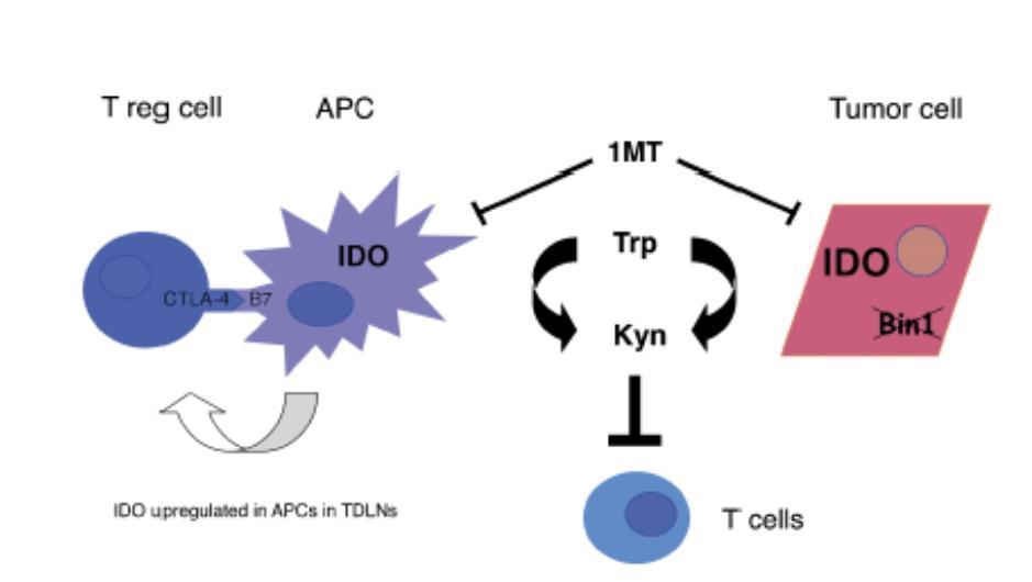 Indolemine 2,3 dioxygenase (IDO) - IDO dysregulated in tumor due to Bin1
