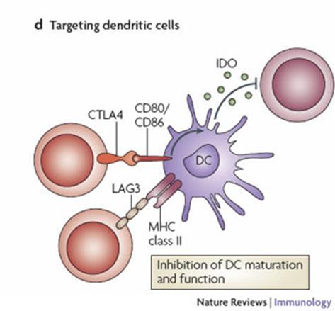 Feed forward mechanism Treg DC - typically CD4(+)CD25(+)FOXP3(+) - can be antigen specific -