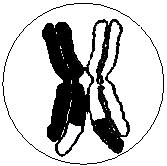 2. Background 23 single pair of chromosomes duplicate; tetrad formation crossing over split split: four gametes Figure 2.1: Schematic diagram of meiosis.