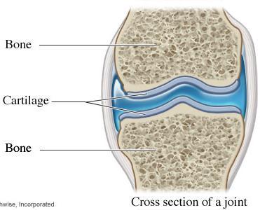 Joint Health: Joint Supplement Joint is the connection between two bones.