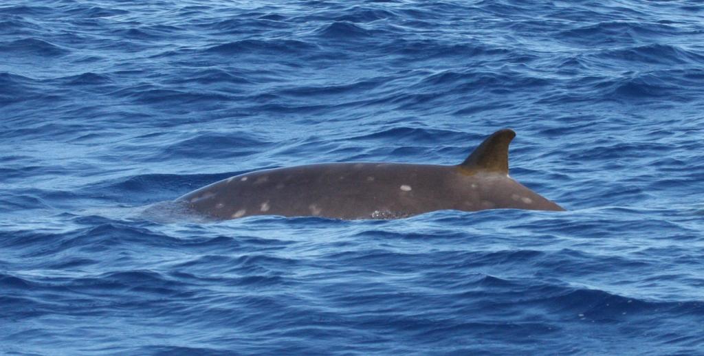Figure 2. Top. Identification photograph of an adult female Blainville s beaked whale seen 19 January 2012.