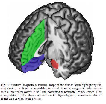 Amgydala-Prefrontal Circuitry Amygdala: Red Ventromedial prefrontal cortex: