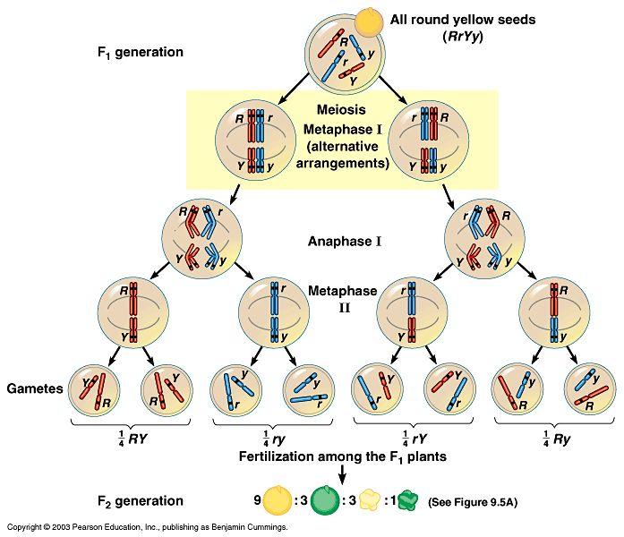 Independent Assortment How do alleles segregate when more than one gene is involved?