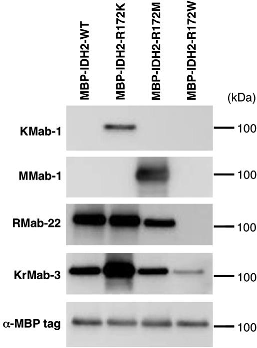 42 M.K. Kaneko et al. / Biochemical and Biophysical Research Communications 432 (2013) 40 45 pmal-idh2-r172k, pmal-idh2-r172m, and pmal-idh2-r172w.