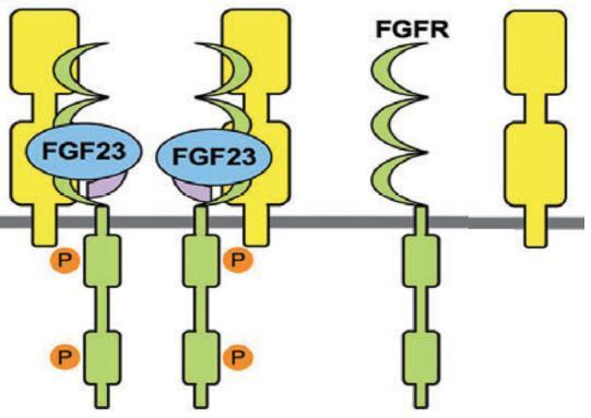 FGF23 needs a co-receptor