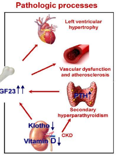Klotho beyond the kidney Cardiovascular dysfunction Klotho