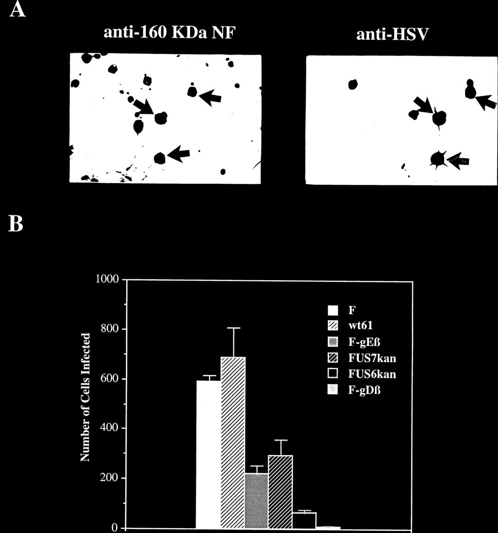 VOL. 69, 1995 ge AND gi FACILITATE NEURON-TO-NEURON SPREAD OF HSV 7095 reach the SCN and LGN because we could show that there was less virus present in the retina to initiate such infections and also