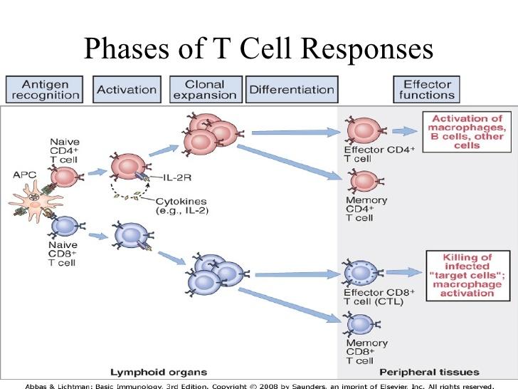 Phases of T cell response HLA class
