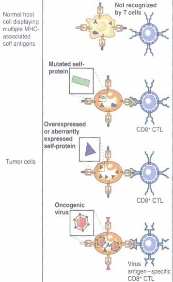 Cellular mechanisms for tumor elimination: T cells Tumor Associated Antigens (TAA) Tumor specific mutant Antigens (TSMA) Transformation-independent mutations (i.e. carcinogen- or UV-induced)