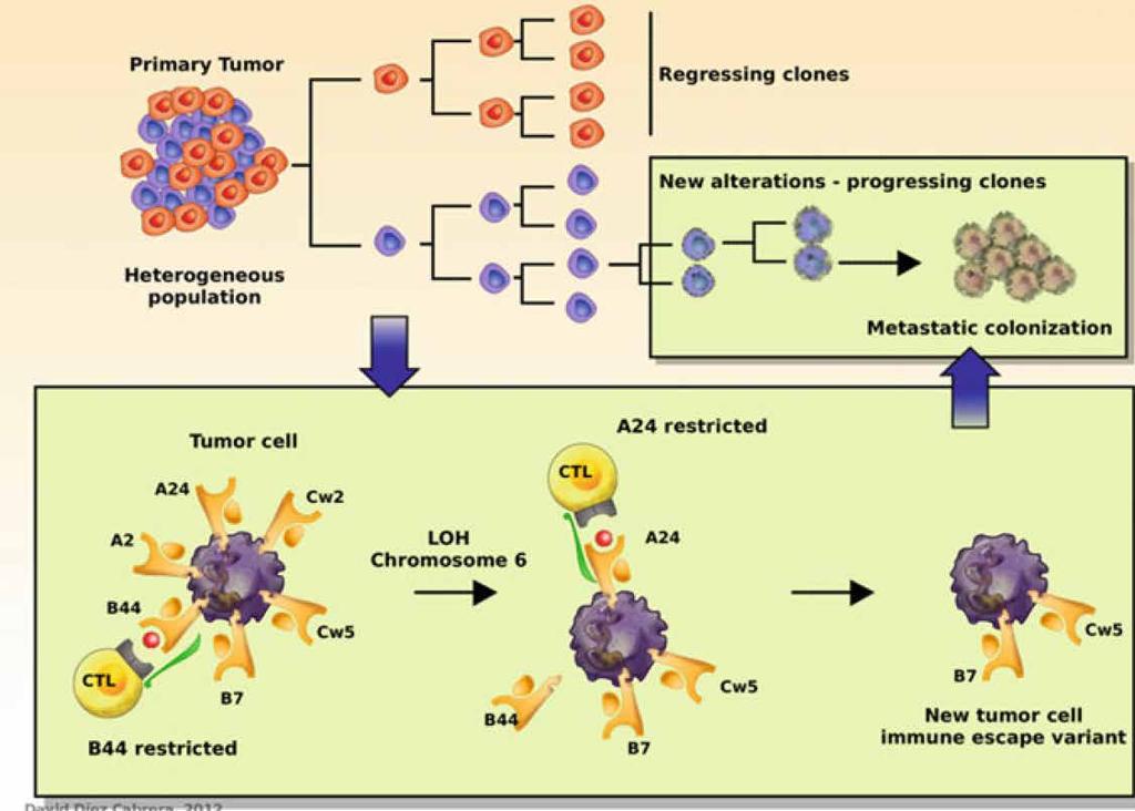 CANCER IMMUNOEDITING by IMMUNE CELLS