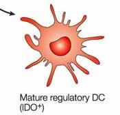 Immune Dysregulation within the Tumor microenvironment Innate Immune response
