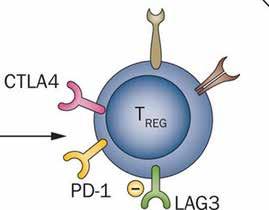 Cys sequestration IL10, TGFβ VEGF MMPs IDO expression Tolerogenic Signals Defective