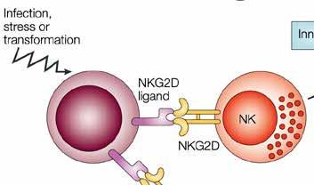 ULBP 1-6 Activation of NK cell