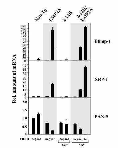 FIGURE A2.4 FIGURE A2.4. Real-time PCR comparison of Blimp-1, XBP-1, and PAX-5 expression in sorted B cell subpopulations indicates differentiation beyond the pre- PC tolerance checkpoint.