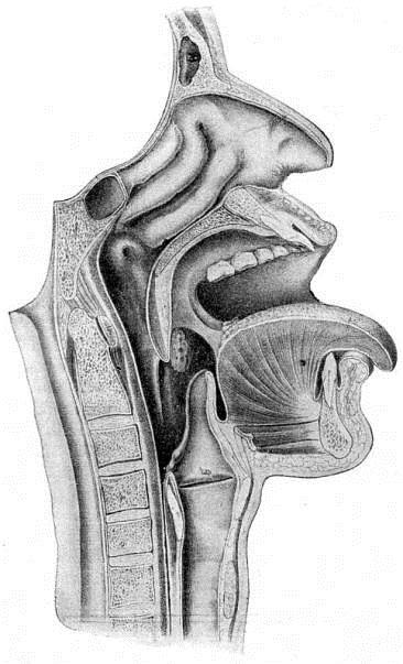 Airway Anatomy: Please label the following: Tongue Larynx Epiglottis Pharynx Trachea Vertebrae Oesophagus Where is the ET (endotracheal) tube