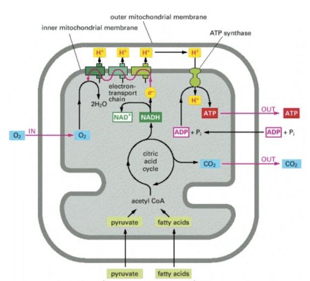 Mitochondrial Structure + Organization Matrix
