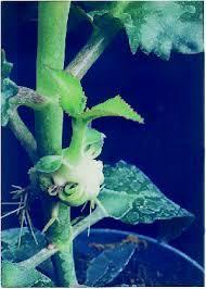 first experimental of tumor reversibility(3) Braun, 1959 grafted the shoots from crown-gall teratoma cells serially to the cut stem ends of the healthy tobacco plants.