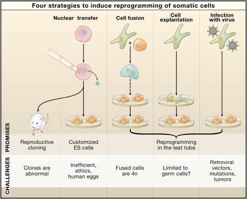 (1) Nuclear transfer(nt) injection of a somatic nucleus into an enucleated oocyte, can give rise to genetically matched embryonic stem (ES) cells ( somatic cell nuclear transfer, SCNT).