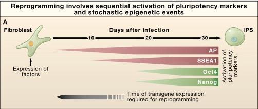 The pluripotency of human ips cells can be validated by cell markers, genomic RNA expression profiles, epigenetic profiles, and teratoma assays Reprogramming Involves Sequential Activation of