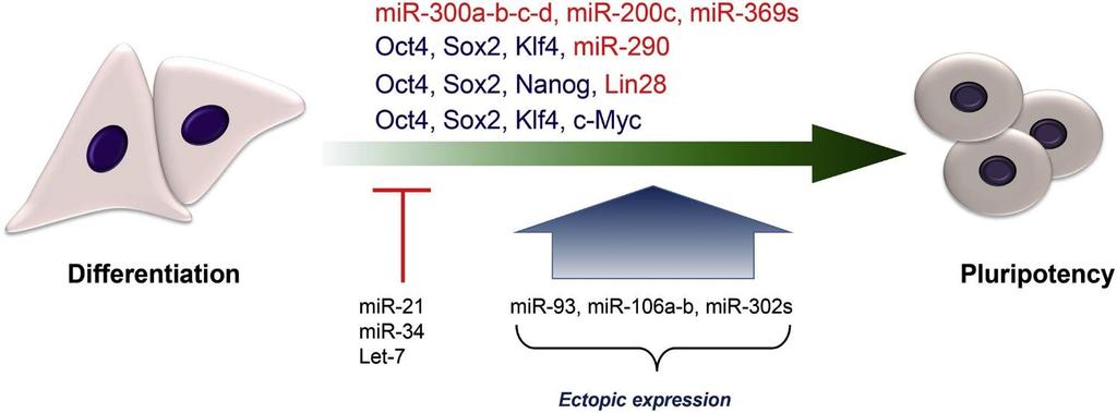 mir-302s: mir-302s : one of the key factors essential for maintenance of ES cell renewal and pluripotency The mir-302 microrna (mirna) family