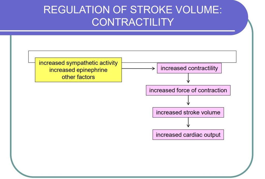 Regulation of afterload (contractility): - Main factor that
