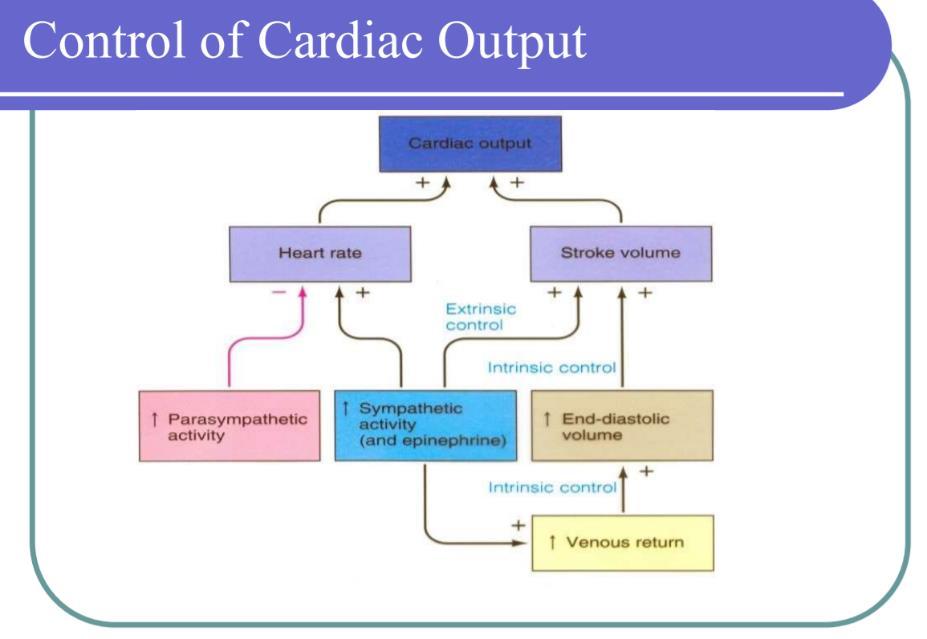 - Cardiac output= Stroke volume* Heart Rate: Heart rate is controlled by sympathetic (positive chronotropic) and parasympathetic (negative chronotropic).
