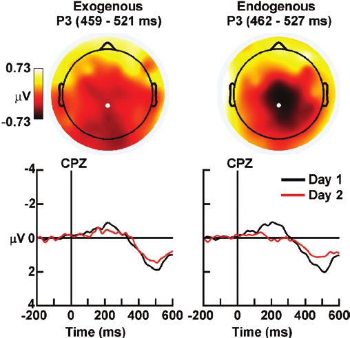 Table 5 Effects of Sleep Deprivation on the P2 and P3 ERP Components Day Exogenous ANT Endogenous ANT P2 P3 P2 P3 1 1.25 (0.12) 1.46 (0.24) 1.32 (0.13) 1.57 (0.25) 2 1.46 (0.17) 1.16 (0.20) 1.82 (0.