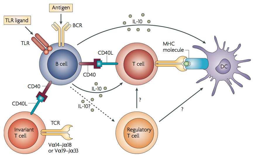 CD40/CD40L FUNCTION on B cells Activation immunoglobulin switching antibody