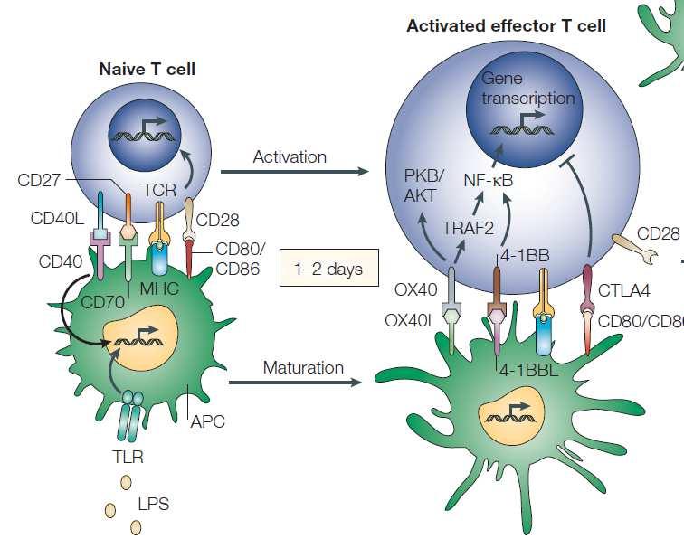 OX40/OX40L, expression OX40 Following antigen stimulation on activated naïve CD4 and CD8 T cells OX40L Following antigen stimulation