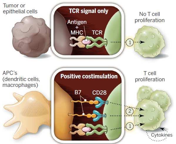 Activation of T cells