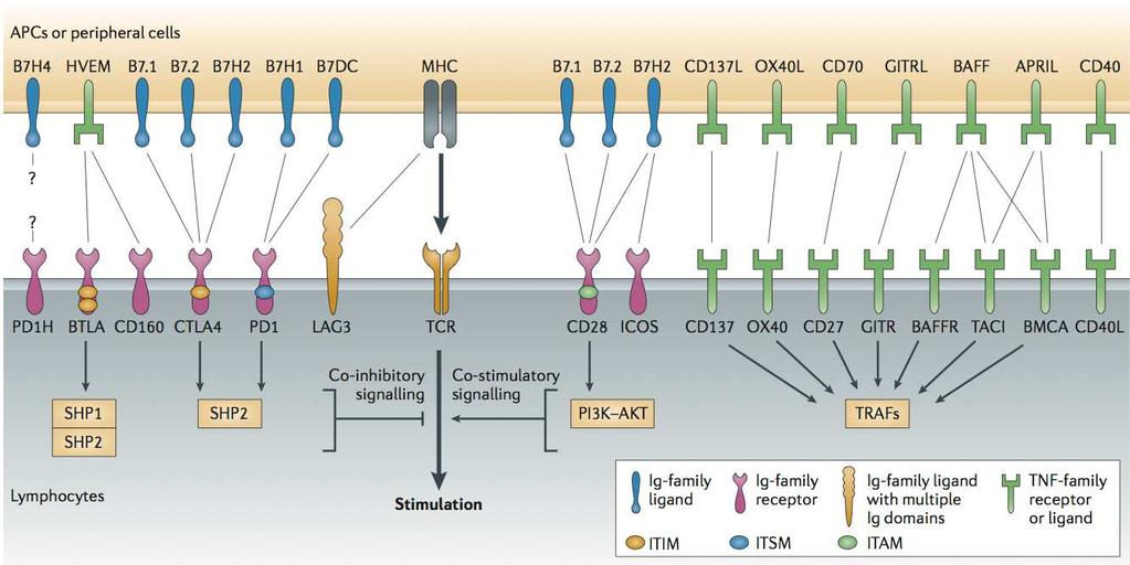 Co-inhibition and co-stimulation