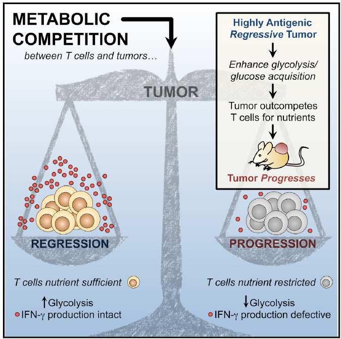 PD-L1 has also a direct tumor activity PD-L1 enhances