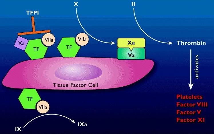 Cell-based Model 2000S VIII/VWF- VIIIa V-Va XI-XIa platelet Two main functions of TF to activate factor X to Xa to