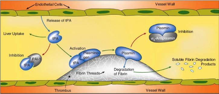 Fibrinolytic system tpa: tissue plasminogen activator