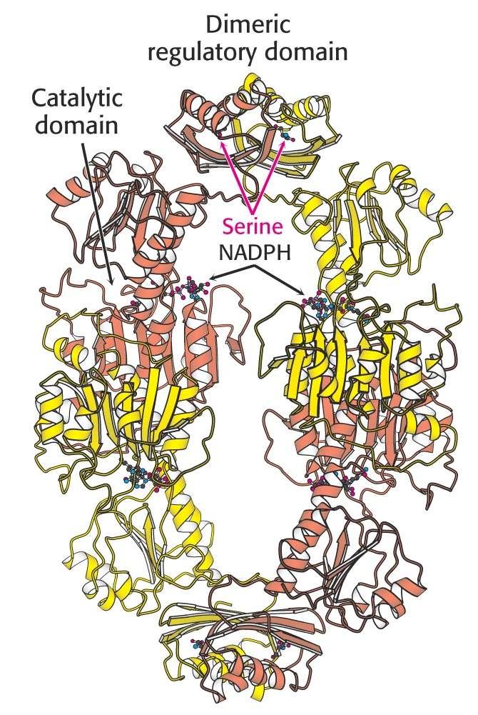 3. Regulation of Amino Acid Biosynthesis Example: Serine biosynthesis 3 Phosphoglycerate dehydrogenase is inhibited by