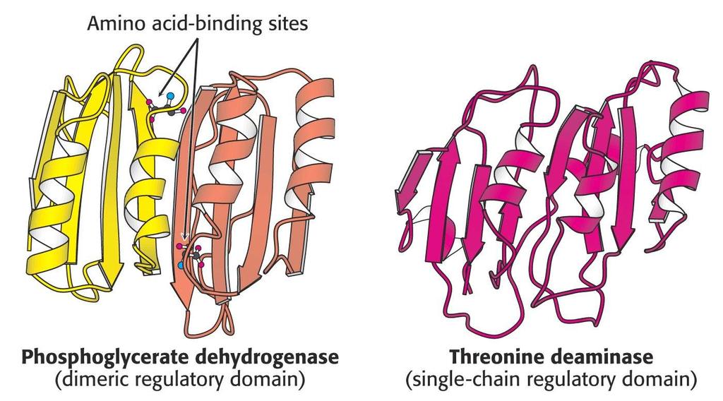 Regulation of Amino Acid Biosynthesis Example: Serine biosynthesis 3 Phosphoglycerate dehydrogenase 38 38 3.
