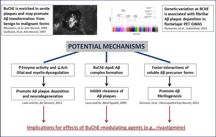 BuChE in Aβ plaque deposition Combining Imaging and Proteomic