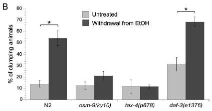 The clumping and bordering on the plate indicates a lower functioning NPR 1. The authors concluded that the strains with a lower NPR 1 function show a higher dependency for ethanol.