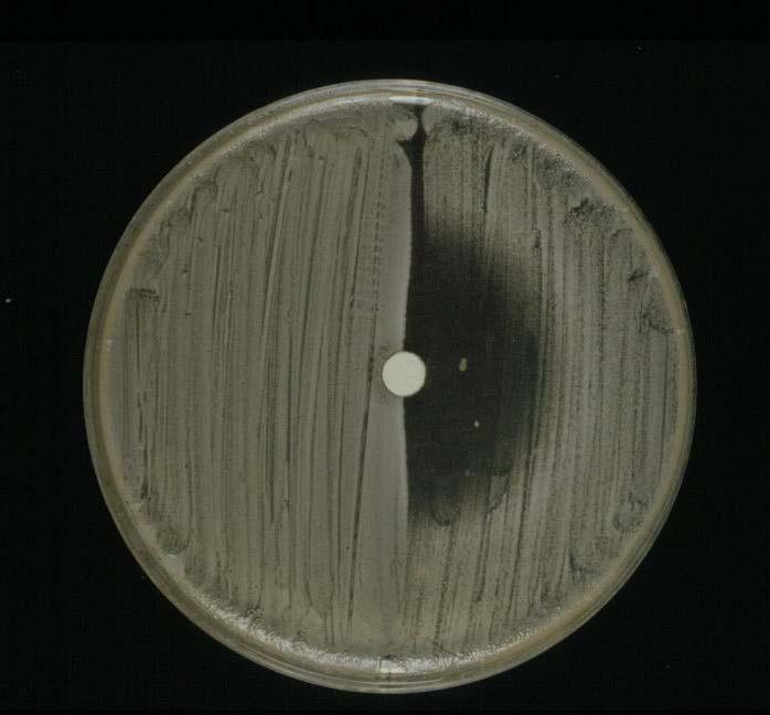 Isolates of Candida auris are almost