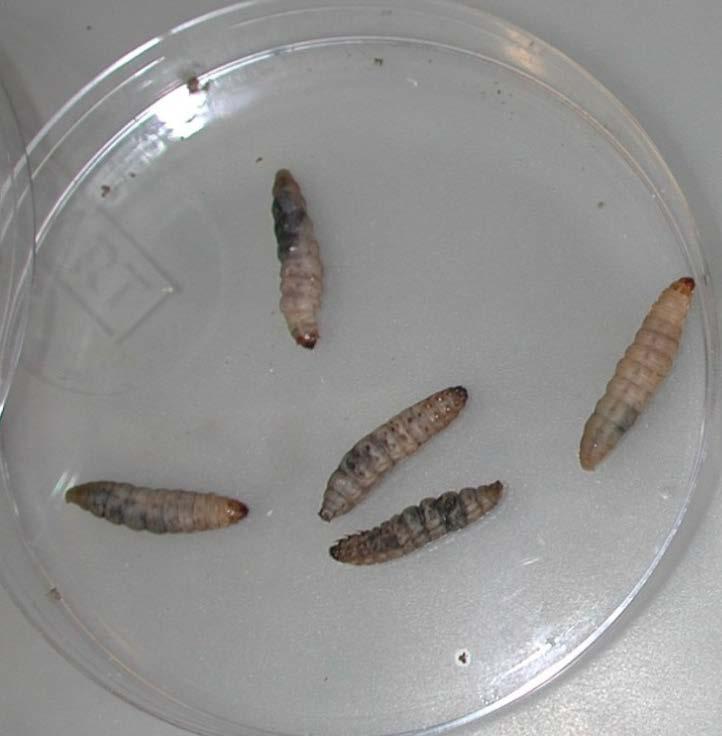 C. auris: virulence in Galleria mellonella Wax moth larvae excellent in vivo model for studying fungal pathogenicity Look for melanisation as an early sign